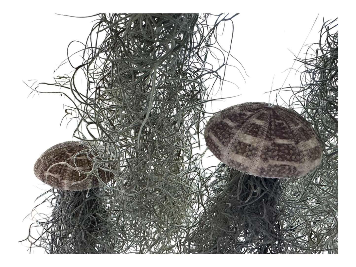 Spanish Moss Jellyfish Air Plant Hanging Decor - Unique Beachy Gift