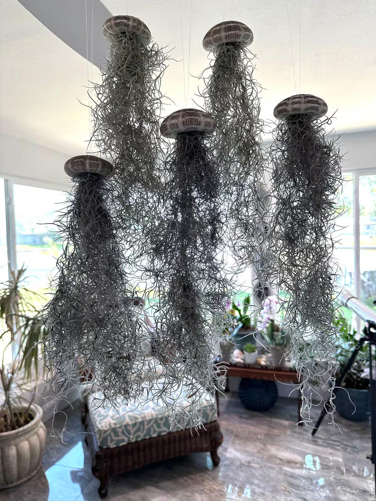 Spanish Moss Jellyfish Air Plant Hanging Decor - Unique Beachy Gift