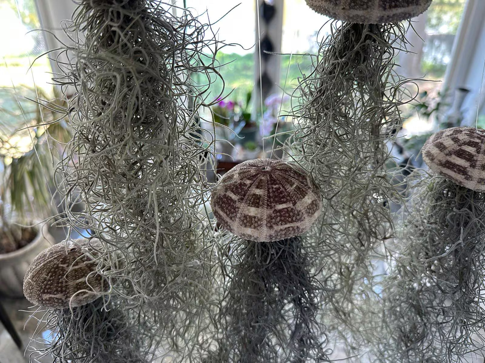 moss and air plants Spanish Moss Jellyfish Air Plant Hanging Decor