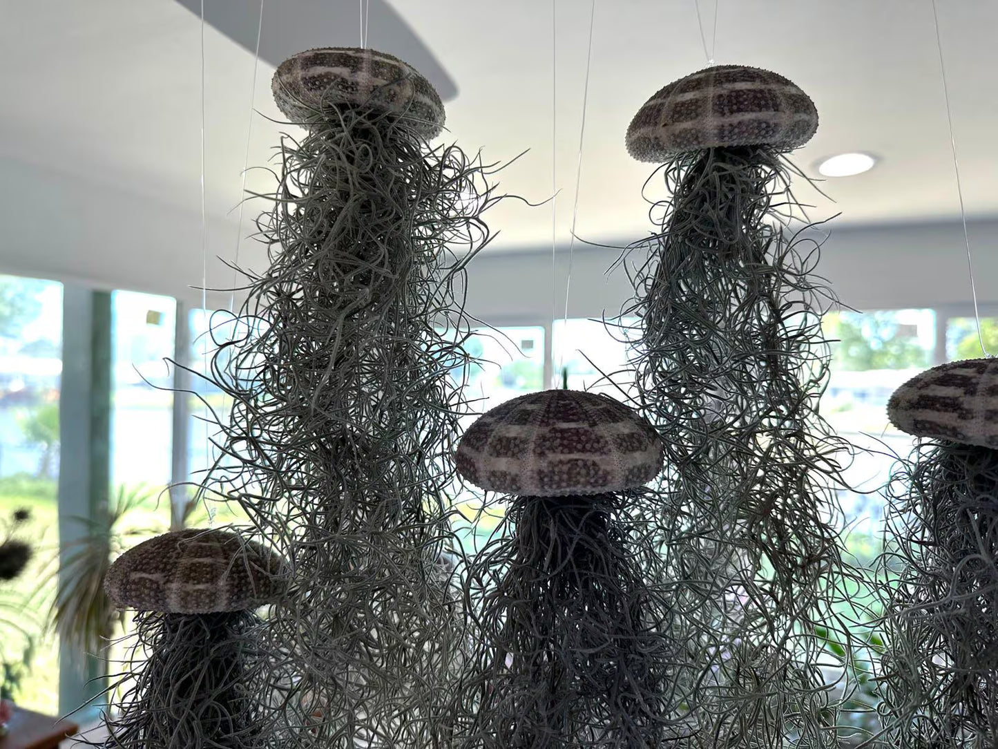 Spanish Moss Jellyfish Air Plant Hanging Decor - Unique Beachy Gift