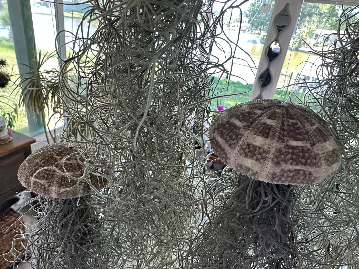 Spanish Moss Jellyfish Air Plant Hanging Decor - Unique Beachy Gift