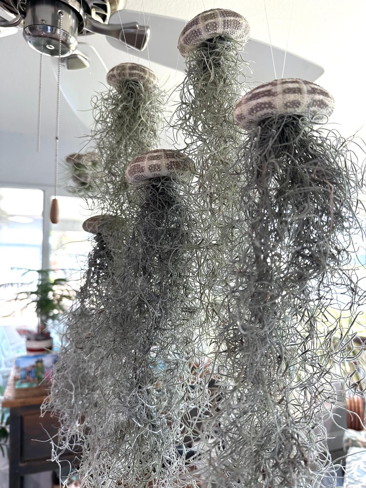 Spanish Moss Jellyfish Air Plant Hanging Decor - Unique Beachy Gift