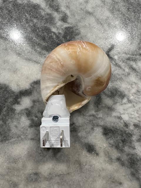 Coastal Moon Snail Shell Night Light - Organic Beach House Decor - Unique Ocean-Inspired Illumination - Hallway Bedroom Nursery Gift
