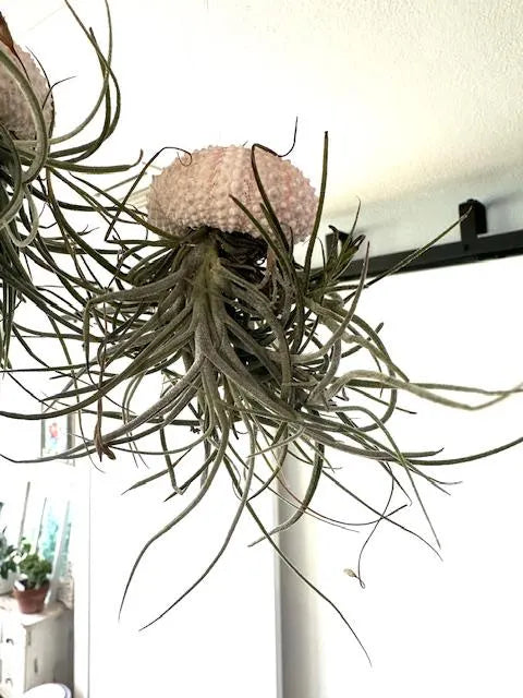 Enchanting Spanish Moss Jellyfish Air Plant Sea Urchin Design for Coastal Decor & Unique Gift