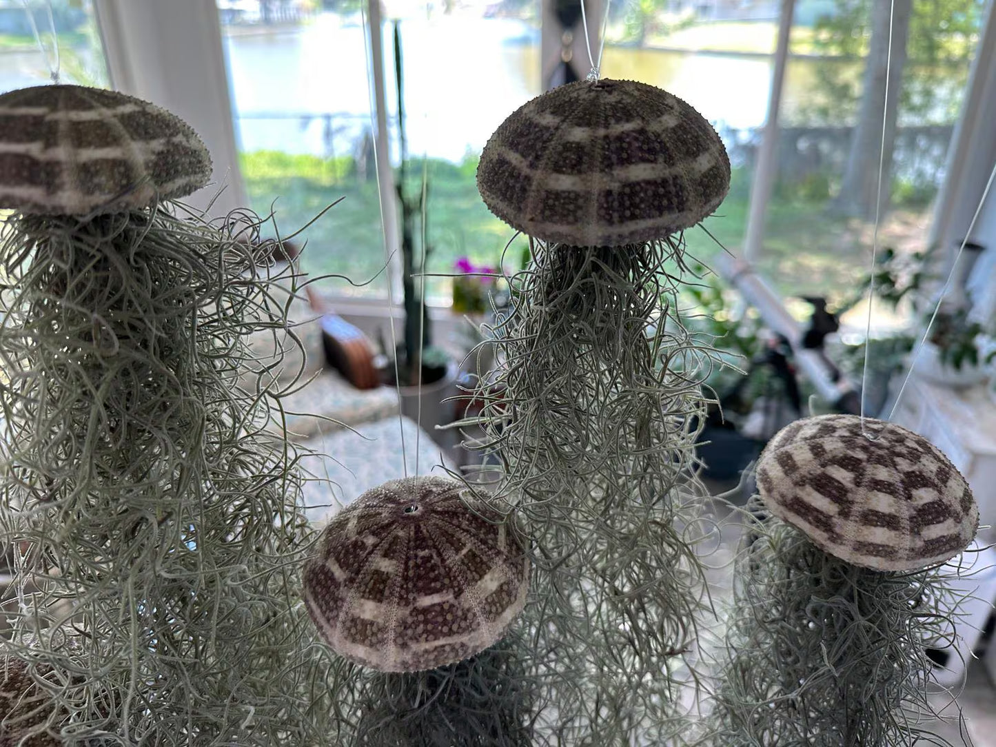 Spanish Moss Jellyfish Air Plant Hanging Decor - Unique Beachy Gift