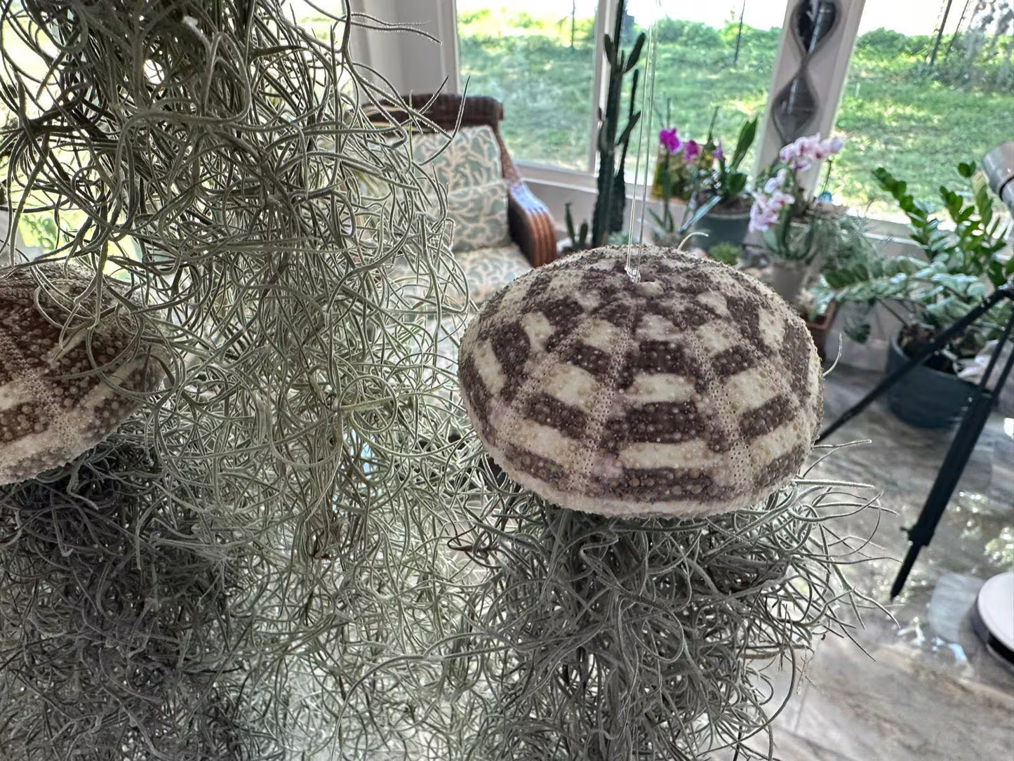Spanish Moss Jellyfish Air Plant Hanging Decor - Unique Beachy Gift