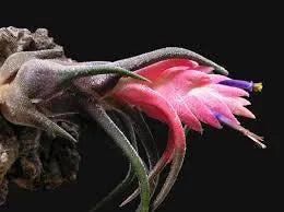 Pruinosa Guatamala- 4"-5"- Silvery Fuzzy Air Plant with Textured Leaves | Low-Maintenance, Unique Living Plant from Central America