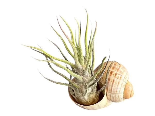 Pruinosa Guatamala- 4"-5"- Silvery Fuzzy Air Plant with Textured Leaves | Low-Maintenance, Unique Living Plant from Central America