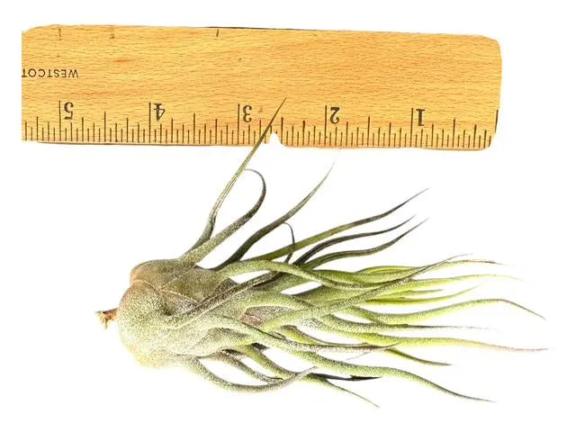 Pruinosa Guatamala- 4"-5"- Silvery Fuzzy Air Plant with Textured Leaves | Low-Maintenance, Unique Living Plant from Central America