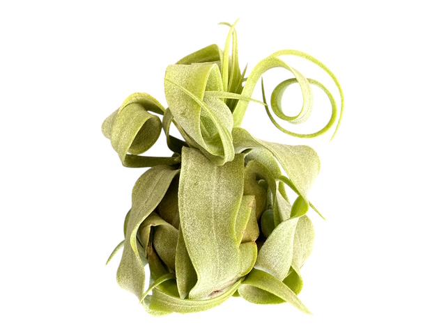 Air Plant Fertilizer Mist in Green Glass Bottle - Plant Food Tonic for Vibrant Growth & Freshness - Eco-Friendly Formula - Packaging