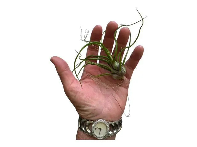 Twisty Tillandsia Bulbosa Air Plant with Curly Tentacle Leaves | Easy-Care Houseplant or Unique Gift for Plant Lvers | Tropical Live Plant