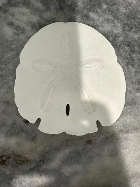 Shell Nightlight Coastal Arrowhead Sand Dollar Light - Handcrafted Organic Shell Decor with Warm Glow - Perfect Beach House or Nursery Gift