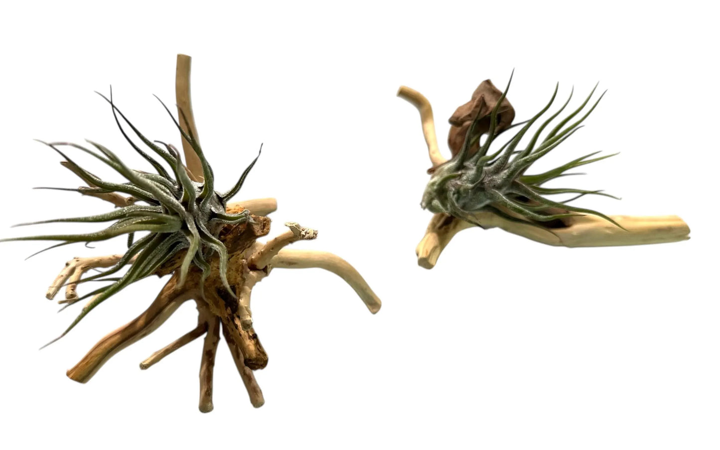 Pruinosa Guatamala- 4"-5"- Silvery Fuzzy Air Plant with Textured Leaves | Low-Maintenance, Unique Living Plant from Central America