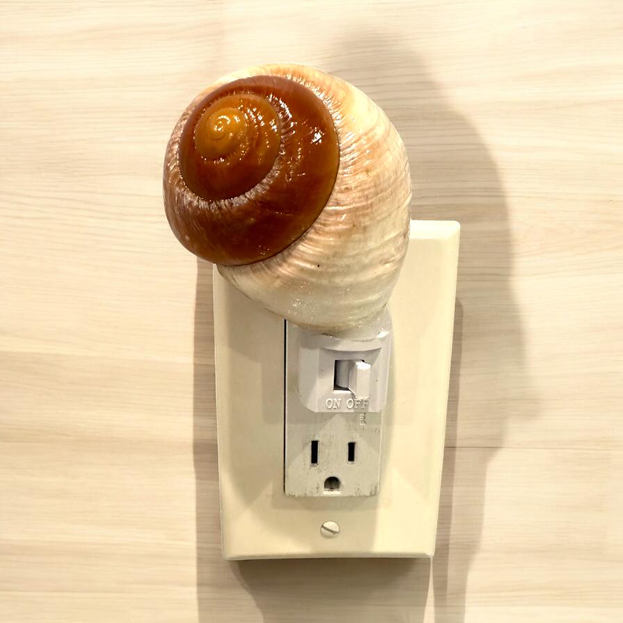 Coastal Moon Snail Shell Night Light - Organic Beach House Decor - Unique Ocean-Inspired Illumination - Hallway Bedroom Nursery Gift