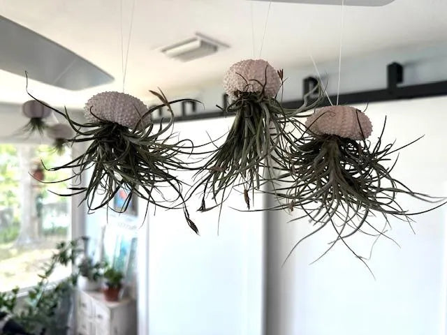 Enchanting Spanish Moss Jellyfish Air Plant Sea Urchin Design for Coastal Decor & Unique Gift