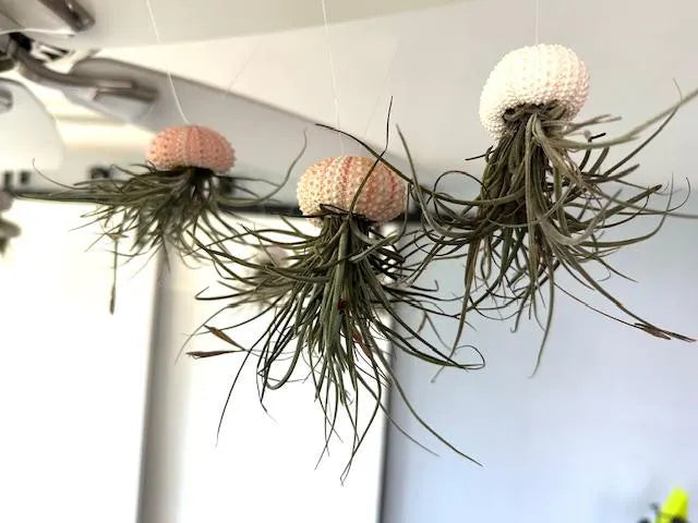 Enchanting Spanish Moss Jellyfish Air Plant Sea Urchin Design for Coastal Decor & Unique Gift