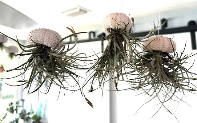 Enchanting Spanish Moss Jellyfish Air Plant Sea Urchin Design for Coastal Decor & Unique Gift
