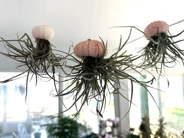 Enchanting Spanish Moss Jellyfish Air Plant Sea Urchin Design for Coastal Decor & Unique Gift