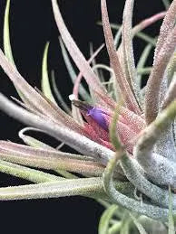 Pruinosa Guatamala- 4"-5"- Silvery Fuzzy Air Plant with Textured Leaves | Low-Maintenance, Unique Living Plant from Central America