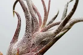 Pruinosa Guatamala- 4"-5"- Silvery Fuzzy Air Plant with Textured Leaves | Low-Maintenance, Unique Living Plant from Central America