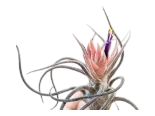 Pruinosa Guatamala- 4"-5"- Silvery Fuzzy Air Plant with Textured Leaves | Low-Maintenance, Unique Living Plant from Central America