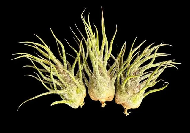 Pruinosa Guatamala- 4"-5"- Silvery Fuzzy Air Plant with Textured Leaves | Low-Maintenance, Unique Living Plant from Central America