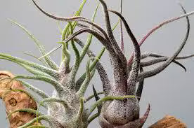 Air Plant Fertilizer Mist in Green Glass Bottle - Plant Food Tonic for Vibrant Growth & Freshness - Eco-Friendly Formula - Packaging