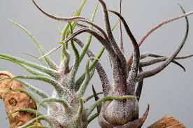 Fertilizer for Air Plants- Best Green Glass Bottle to reduce light and leaching- Helps Vibrant Growth- Best Formula & Eco Friendly Packaging