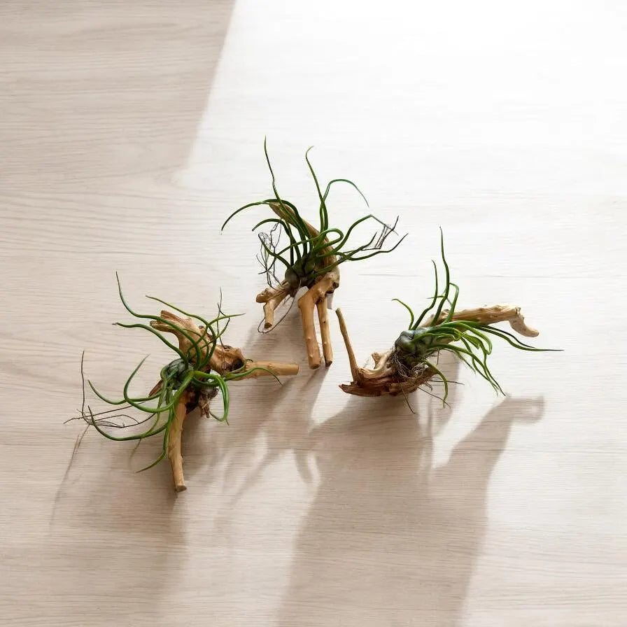 Twisty Tillandsia Bulbosa Air Plant with Curly Tentacle Leaves | Easy-Care Houseplant or Unique Gift for Plant Lvers | Tropical Live Plant