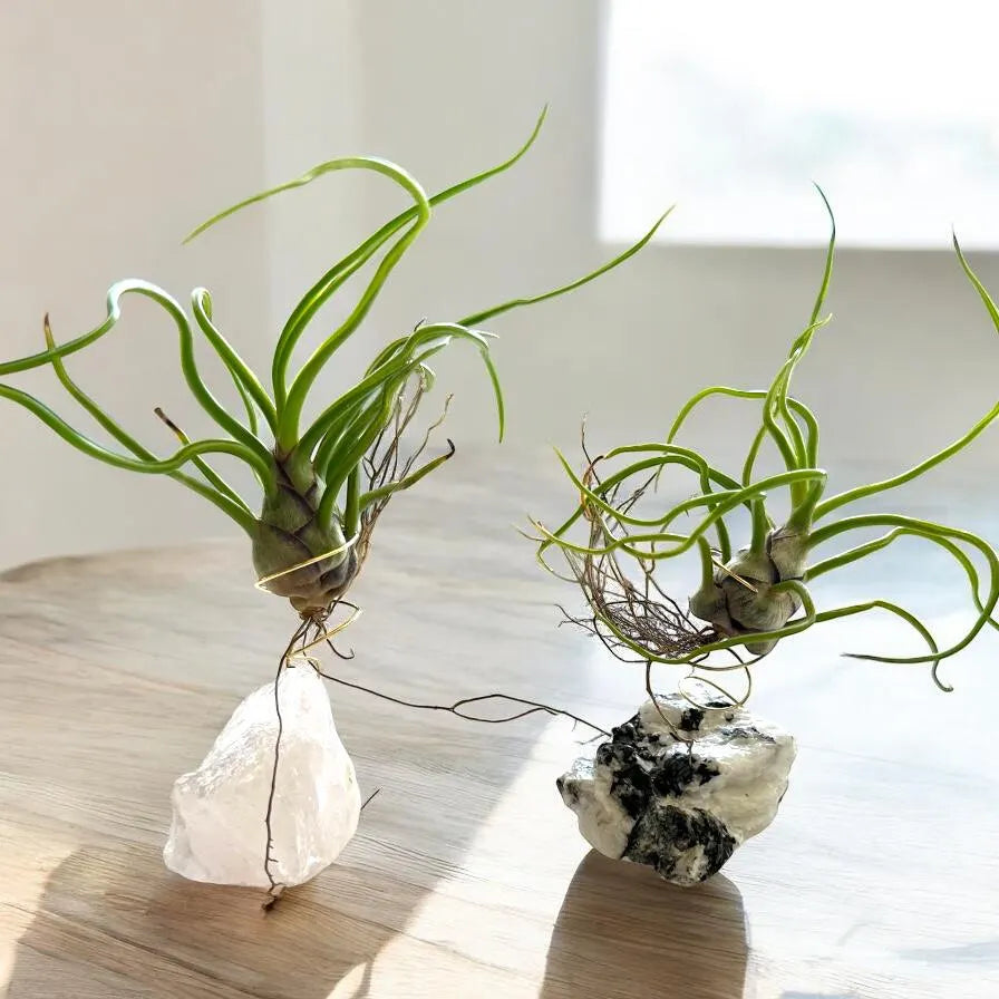 Twisty Tillandsia Bulbosa Air Plant with Curly Tentacle Leaves | Easy-Care Houseplant or Unique Gift for Plant Lvers | Tropical Live Plant