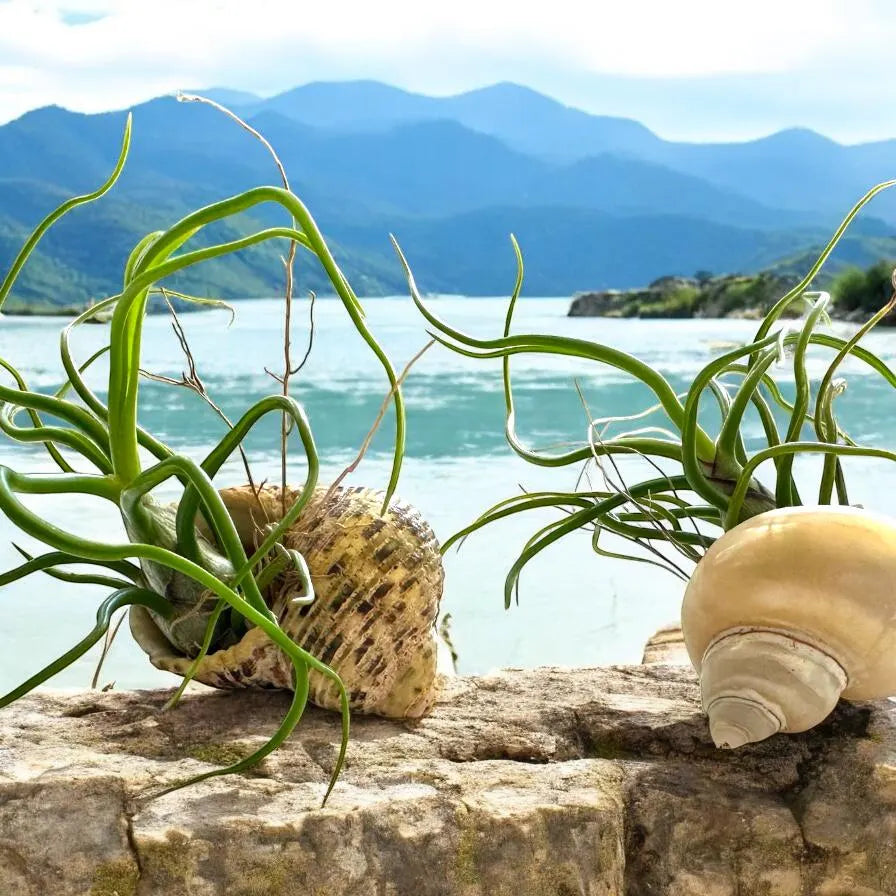 Twisty Tillandsia Bulbosa Air Plant with Curly Tentacle Leaves | Easy-Care Houseplant or Unique Gift for Plant Lvers | Tropical Live Plant