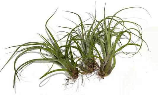 Air Plant Baileyi-X Sidewinder Streptophylla- Unique Tillandsia Hybrid Air Plant- 4"-5"- Home Decor for Plant Lovers- no soil needed- easy
