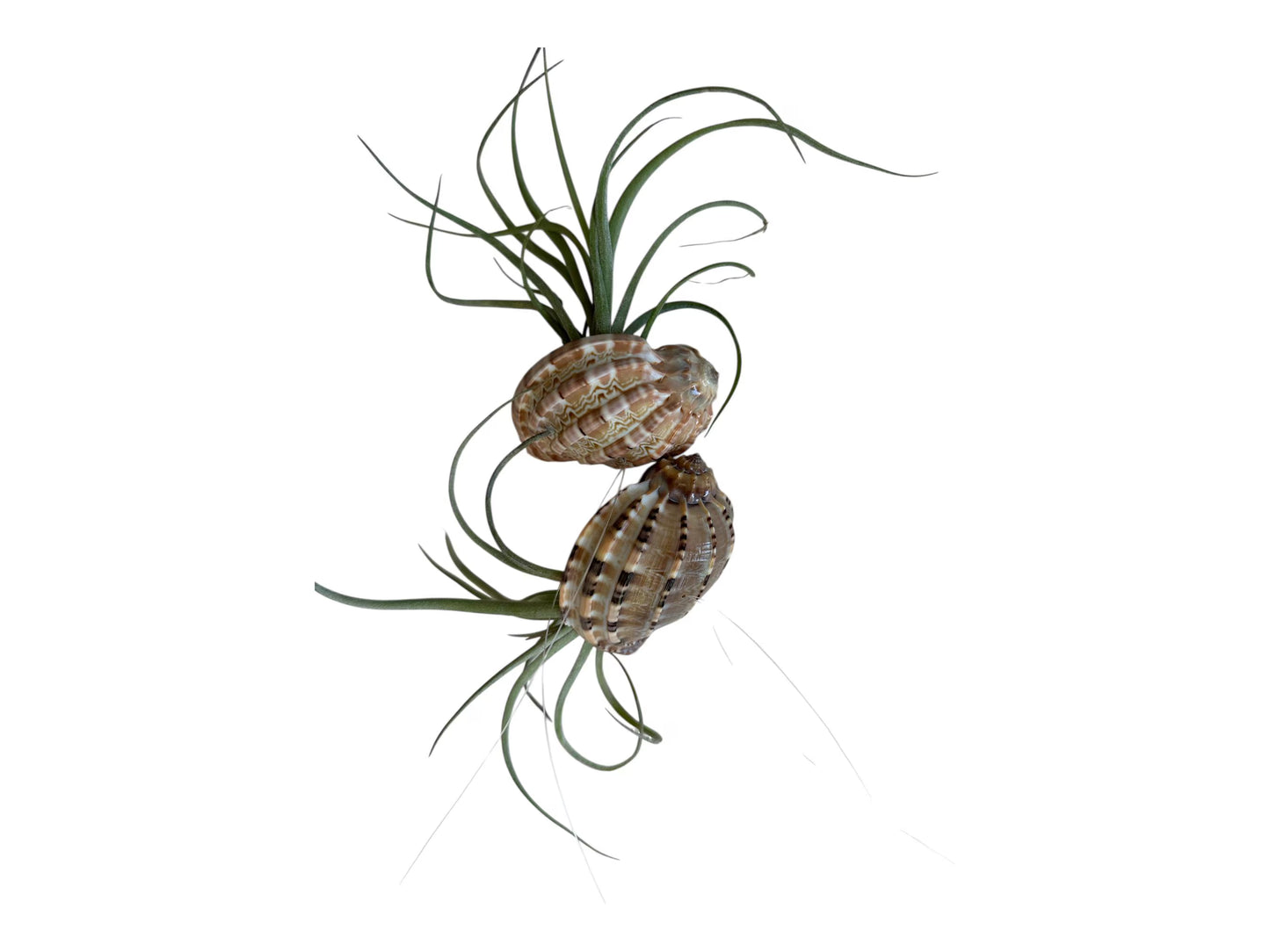 Air Plant Baileyi-X Sidewinder Streptophylla- Unique Tillandsia Hybrid Air Plant- 4"-5"- Home Decor for Plant Lovers- no soil needed- easy