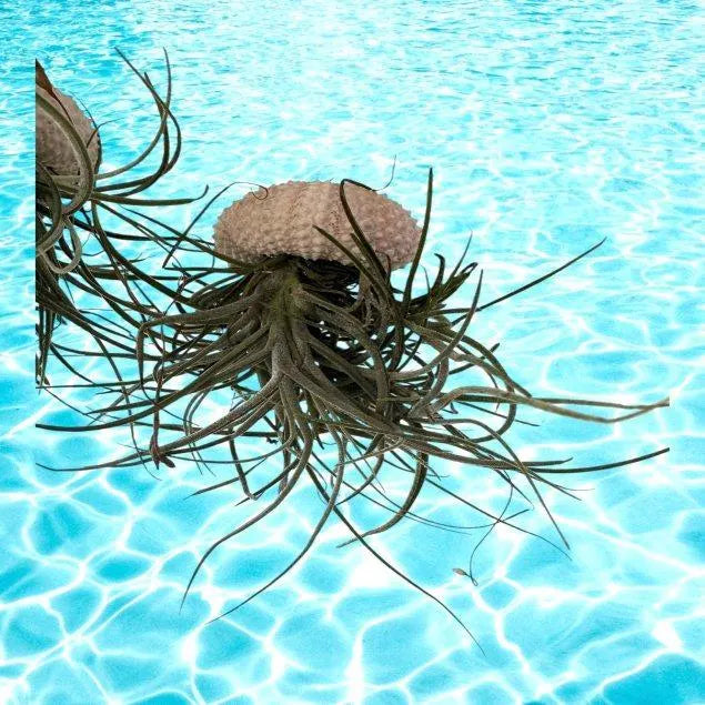 Enchanting Spanish Moss Jellyfish Air Plant Sea Urchin Design for Coastal Decor & Unique Gift
