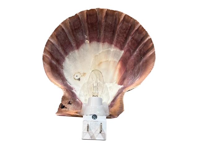 Natural Scallop Seashell Night Light- Handmade- Heavy Natural Shell- Auto On/Off LED Light- Beach House- Ocean-Inspired Gift