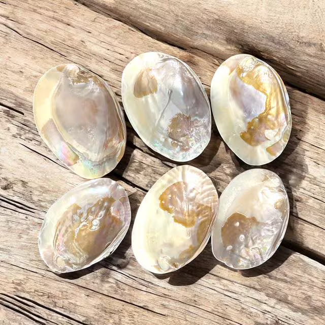 Large Mother of Iridescent Pearl Clam Shell - Coastal Home Decor - Jewelry / Soap Dish - Natural Seashell