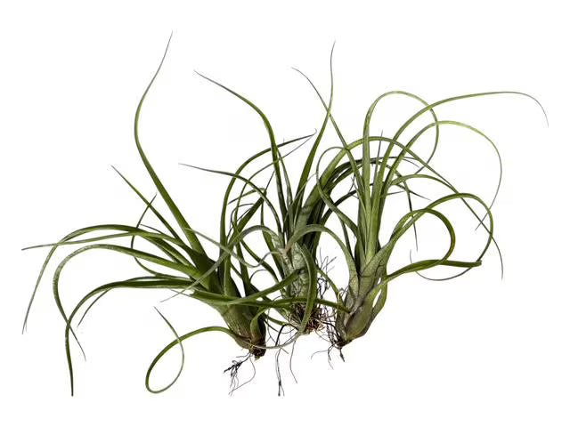 Air Plant Baileyi-X Sidewinder Streptophylla- Unique Tillandsia Hybrid Air Plant- 4"-5"- Home Decor for Plant Lovers- no soil needed- easy