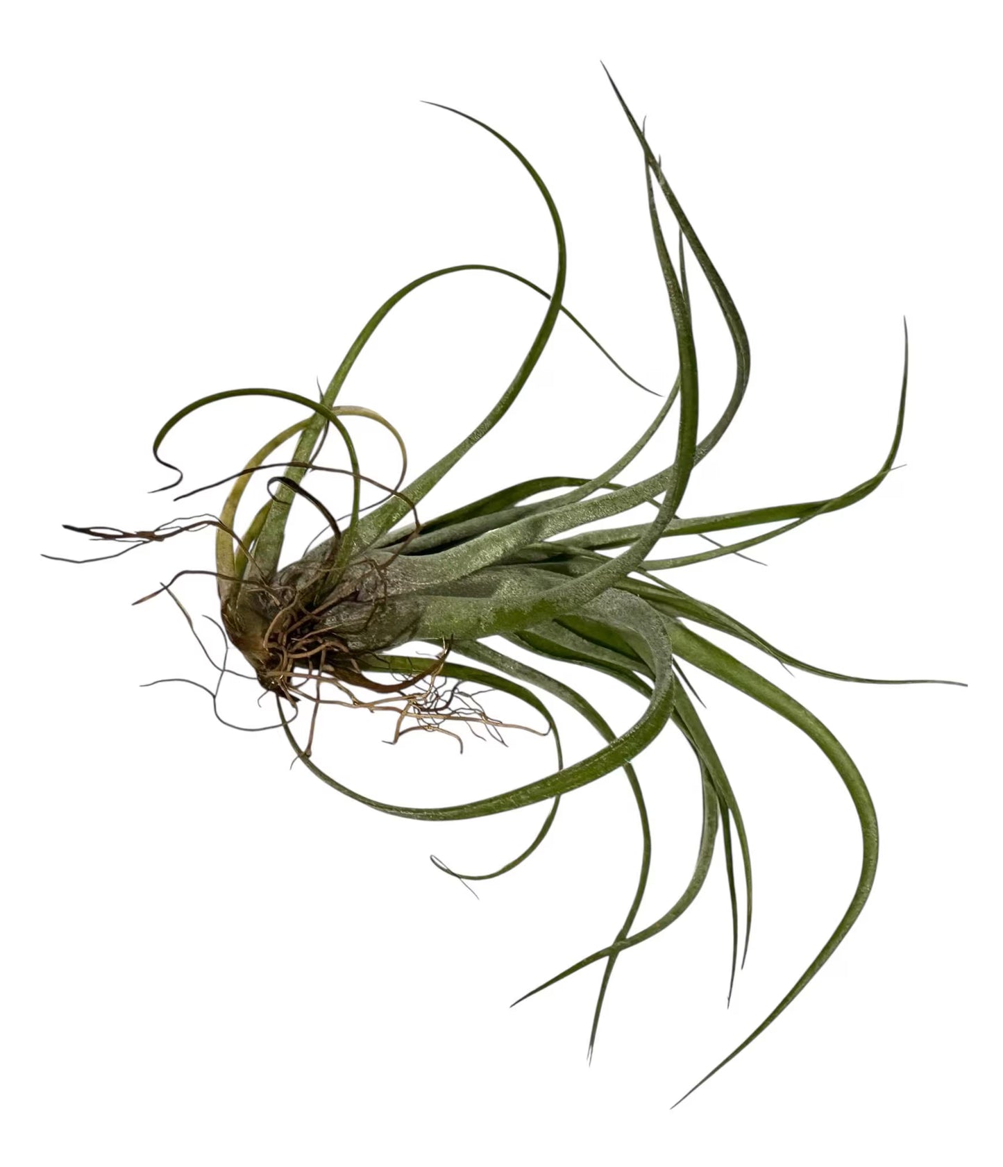 Air Plant Baileyi-X Sidewinder Streptophylla- Unique Tillandsia Hybrid Air Plant- 4"-5"- Home Decor for Plant Lovers- no soil needed- easy