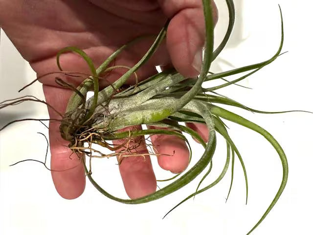 Air Plant Baileyi-X Sidewinder Streptophylla- Unique Tillandsia Hybrid Air Plant- 4"-5"- Home Decor for Plant Lovers- no soil needed- easy