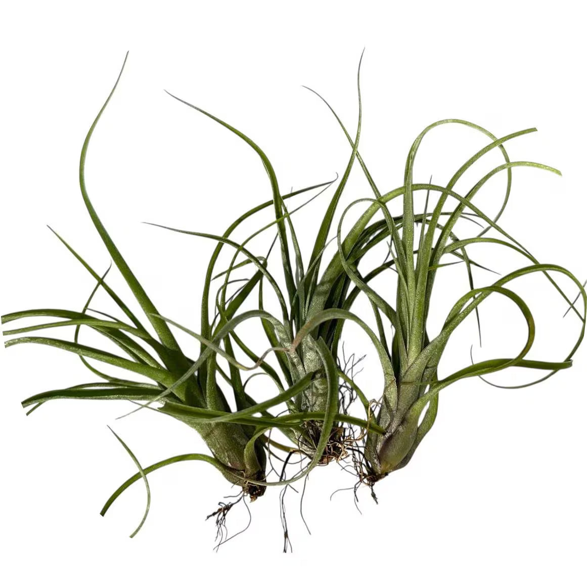 Air Plant Baileyi-X Sidewinder Streptophylla- Unique Tillandsia Hybrid Air Plant- 4"-5"- Home Decor for Plant Lovers- no soil needed- easy