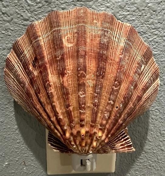 Natural Scallop Seashell Night Light- Handmade- Heavy Natural Shell- Auto On/Off LED Light- Beach House- Ocean-Inspired Gift