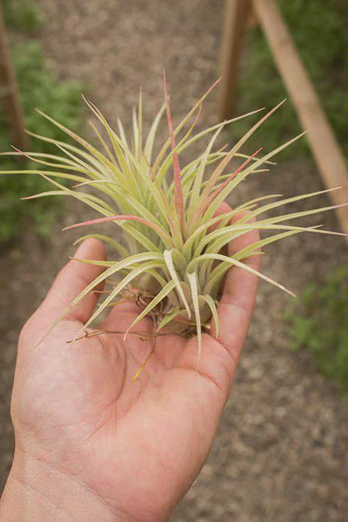 Tillandsia Victoria Air Plant | Ionantha x Brachycaulos Hybrid | Red Blush & Purple Blooms | Easy-Care Rosette | Indoor Plant Decor