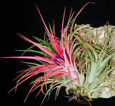 Tillandsia Victoria Air Plant | Ionantha x Brachycaulos Hybrid | Red Blush & Purple Blooms | Easy-Care Rosette | Indoor Plant Decor
