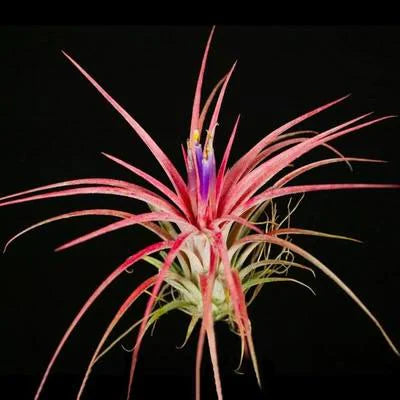Tillandsia Victoria Air Plant | Ionantha x Brachycaulos Hybrid | Red Blush & Purple Blooms | Easy-Care Rosette | Indoor Plant Decor