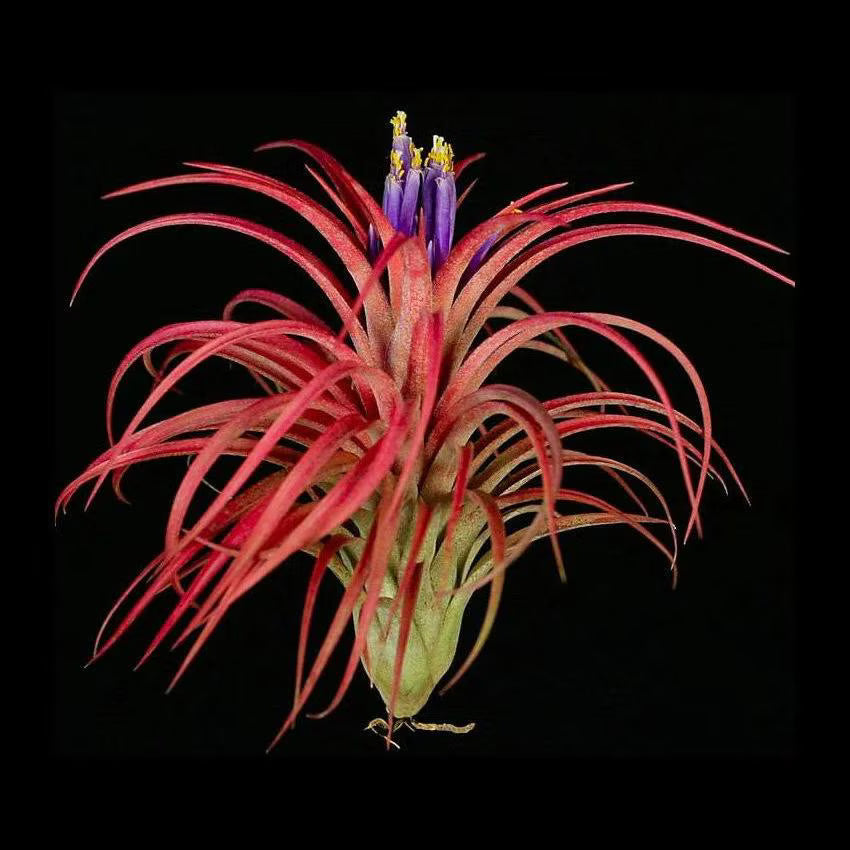 Tillandsia Victoria Air Plant | Ionantha x Brachycaulos Hybrid | Red Blush & Purple Blooms | Easy-Care Rosette | Indoor Plant Decor