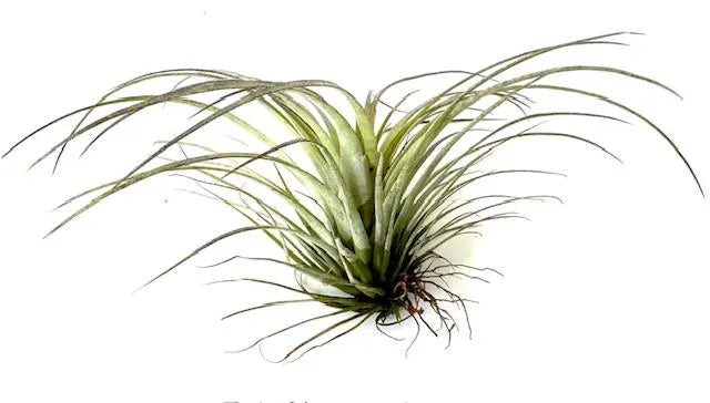 Sea Urchin Shell & Air Plant- Set of 3 for Office & Home Decor - Eco-Friendly Gift Idea - Pet-Safe