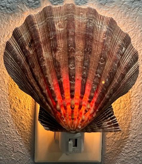 Natural Scallop Seashell Night Light- Handmade- Heavy Natural Shell- Auto On/Off LED Light- Beach House- Ocean-Inspired Gift