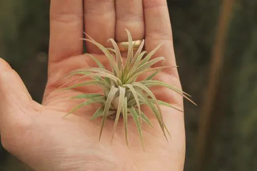 Ionantha Rubra Air Plant in Silver Spiral Holder – Super Easy-Care, Adjustable Plant Stand, Minimalist Decor, Desk or Shelf Accent