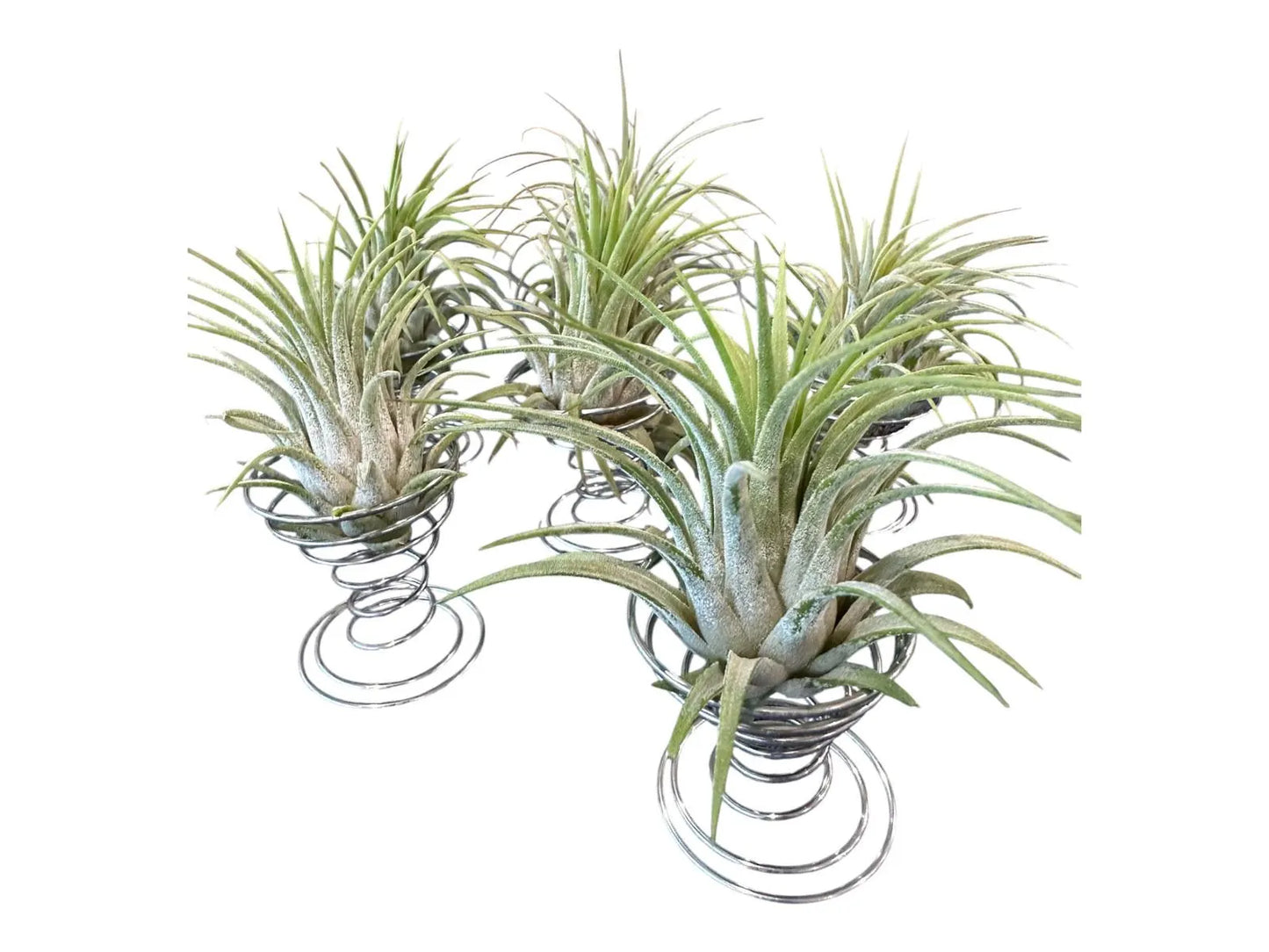Ionantha Rubra Air Plant in Silver Spiral Holder – Super Easy-Care, Adjustable Plant Stand, Minimalist Decor, Desk or Shelf Accent