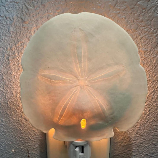 Shell Nightlight Coastal Arrowhead Sand Dollar Light - Handcrafted Organic Shell Decor with Warm Glow - Perfect Beach House or Nursery Gift